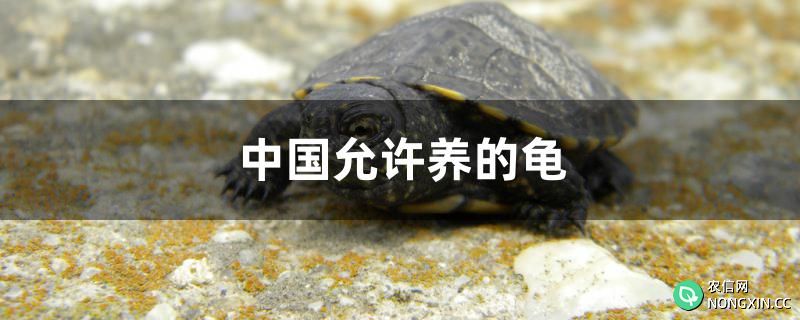 中国允许养的龟有哪些