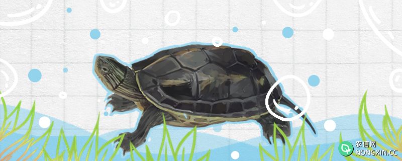 珍珠龟怎么养不容易死，用多深的水养好