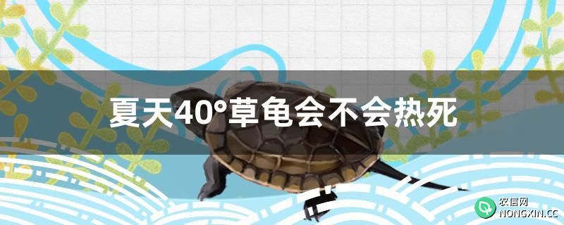 夏天40°草龟会不会热死
