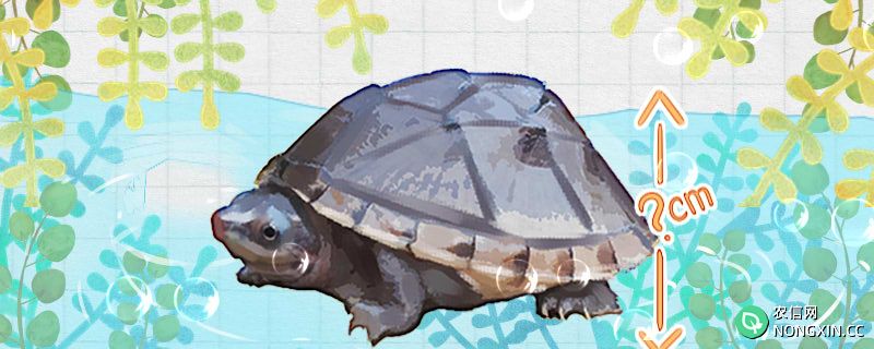 蛋龟是深水龟吗，水深多少合适