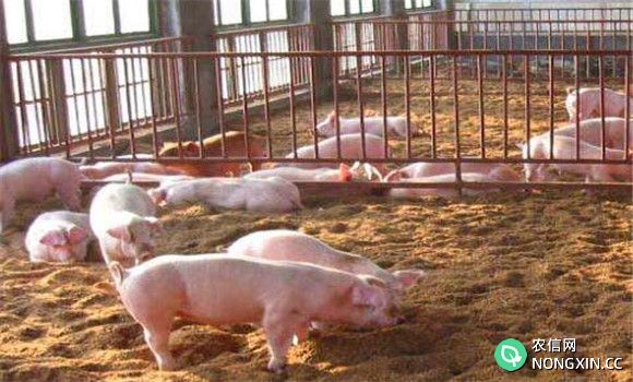 发酵床养猪优缺点
