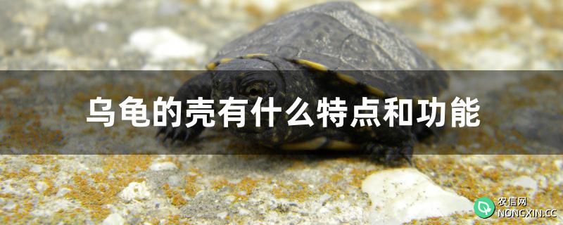 乌龟的壳有什么特点和功能
