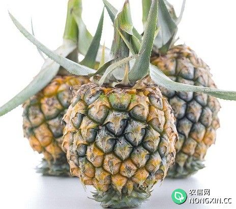 神湾菠萝品种好不好