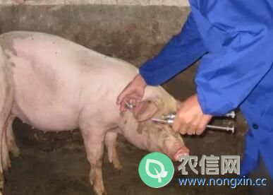 4百斤母猪打针打在什么位置