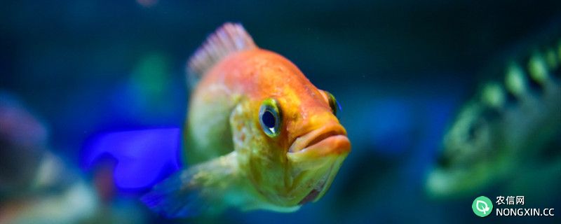 鱼有没有眼皮，为什么鱼没有眼皮