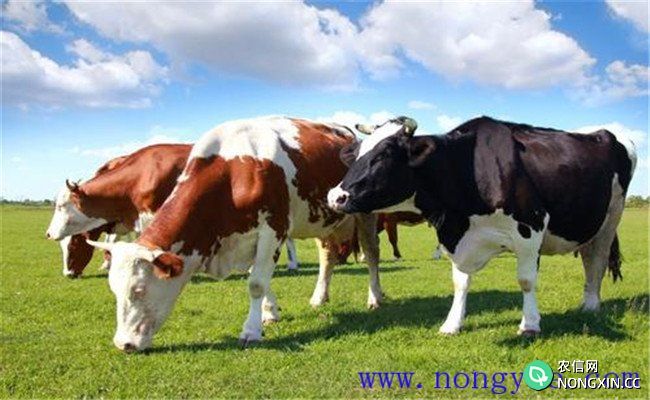 微量元素与奶牛健康、高产有什么关系