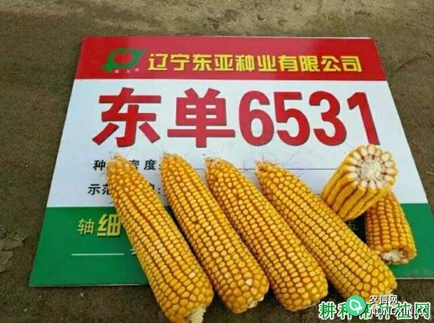 东单6531玉米品种好不好