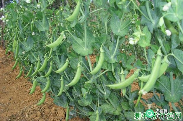 种植豌豆（荷兰豆）如何施肥