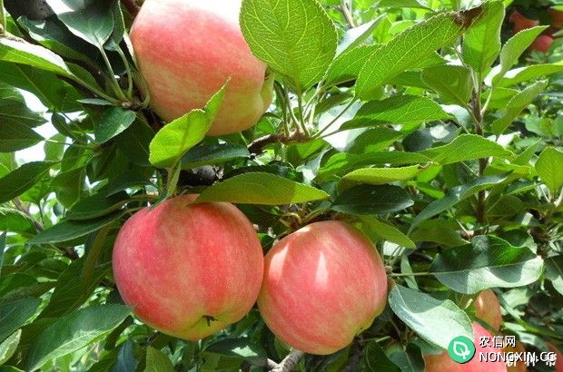 苹果用什么药剂能提高果实品质