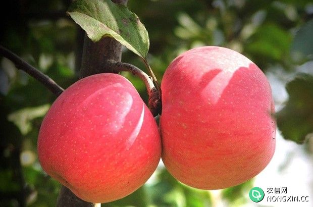 苹果用什么药剂能提高果实品质