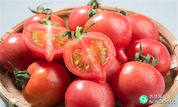 吃西红柿减肥要坚持多久