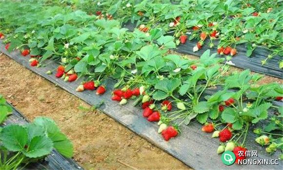 防治草莓灰霉病的特效药