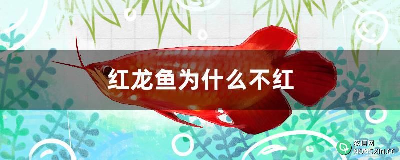 红龙鱼为什么不红