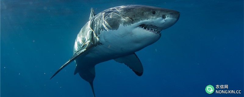 大白鲨吃什么，会吃人吗