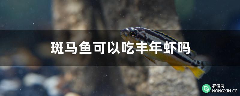 斑马鱼可以吃丰年虾吗
