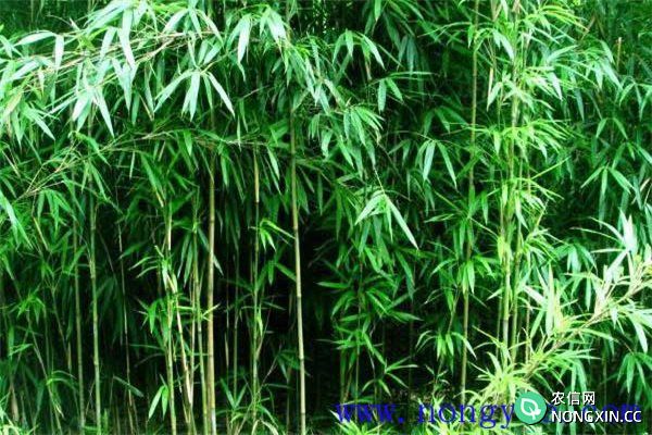 茶秆竹的形态特征及主要用途