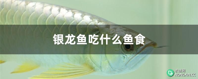 银龙鱼吃什么鱼食