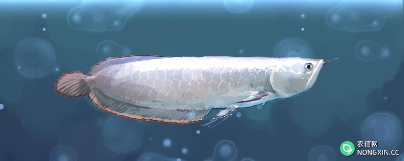 银龙鱼水温30度可以吗，饲养时需要注意什么