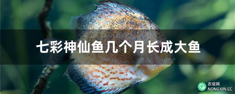 七彩神仙鱼几个月长成大鱼