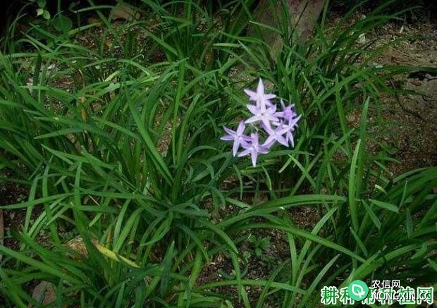 紫妖花（石蒜科）