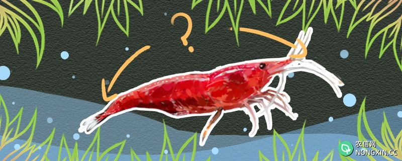 樱花虾能长多大，多大可以抱卵