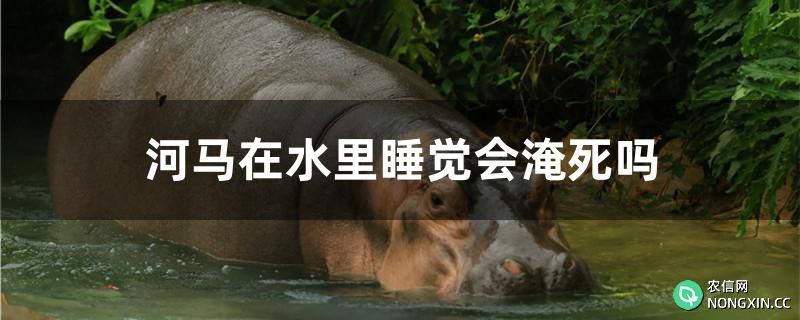 河马在水里睡觉会淹死吗