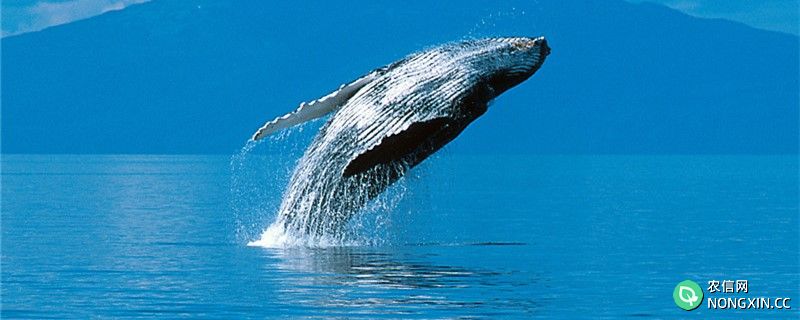 座头鲸能打过虎鲸吗，和虎鲸比哪个厉害