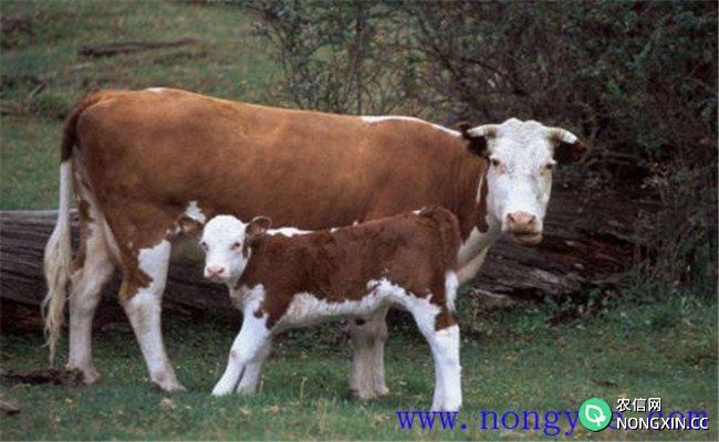 提高奶牛的人工受胎率