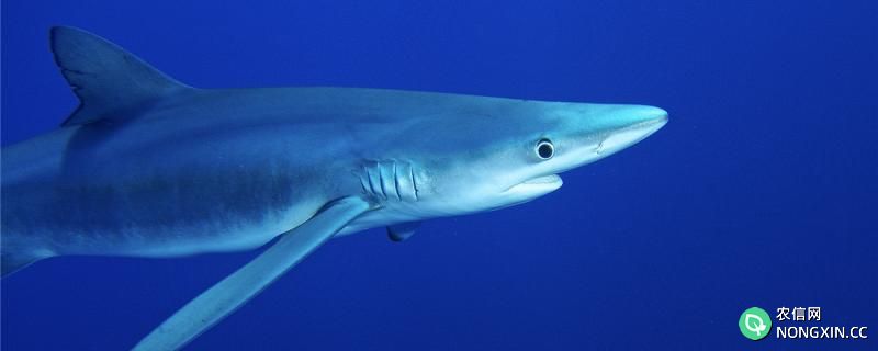 鲨鱼天敌是什么动物啊