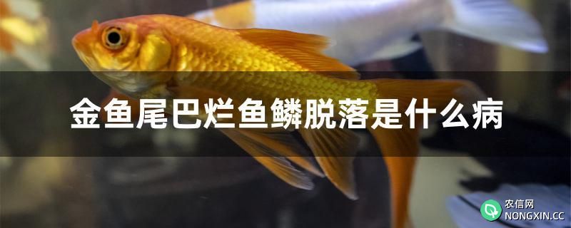 金鱼尾巴烂鱼鳞脱落是什么病