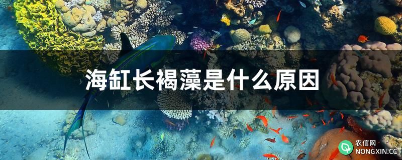 海缸长褐藻是什么原因