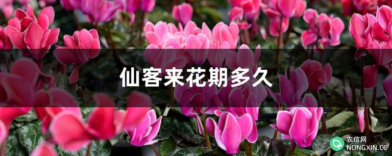 仙客来花期多久，开花期怎么养