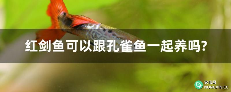 红剑鱼可以跟孔雀鱼一起养吗?