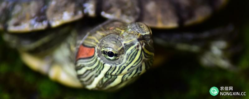 巴西龟长得大吗，需要睡觉吗