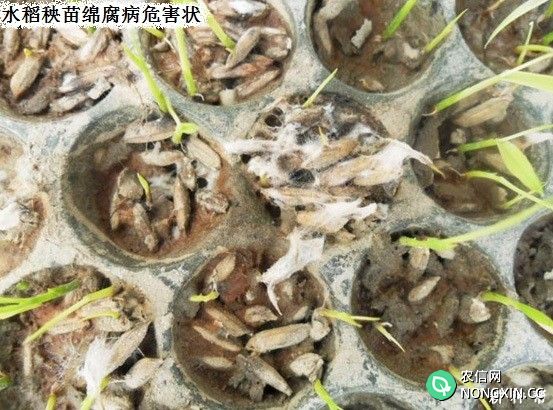 水稻苗立枯病、绵腐病怎么防治