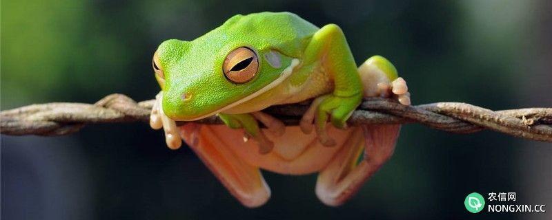 树蛙是夜行性动物吗，会不会冬眠