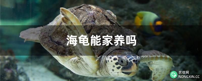海龟能家养吗