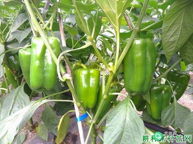 种植甜椒如何追肥