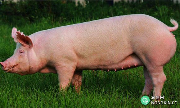 评定母猪繁殖性能指标主要有哪些