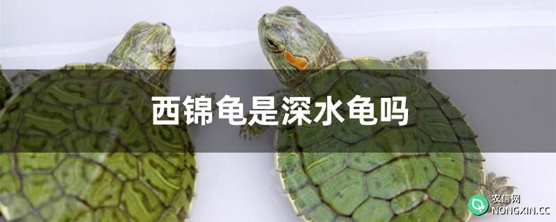 西锦龟是深水龟吗