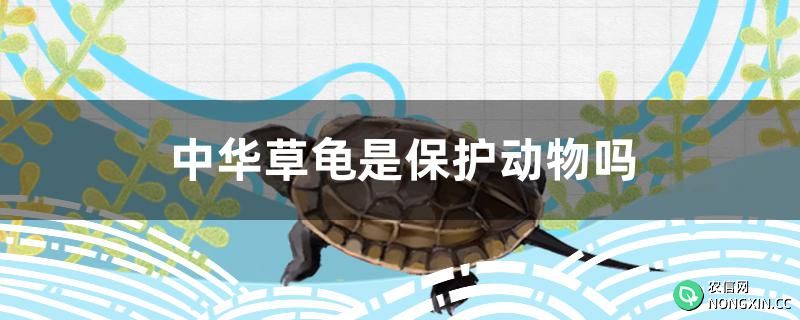 中华草龟是保护动物吗