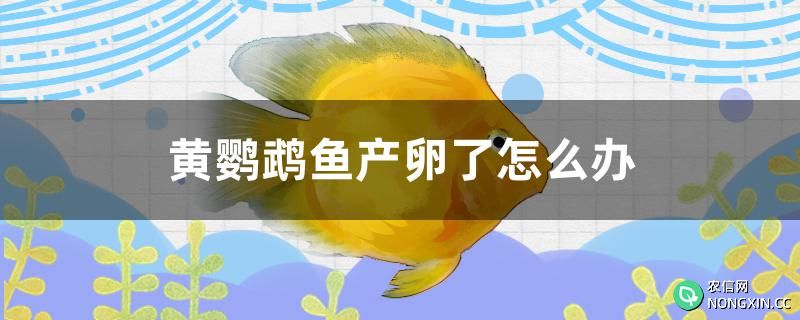 黄鹦鹉鱼产卵了怎么办
