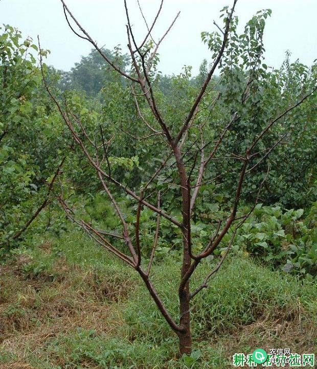 苹果树根朽病如何防治