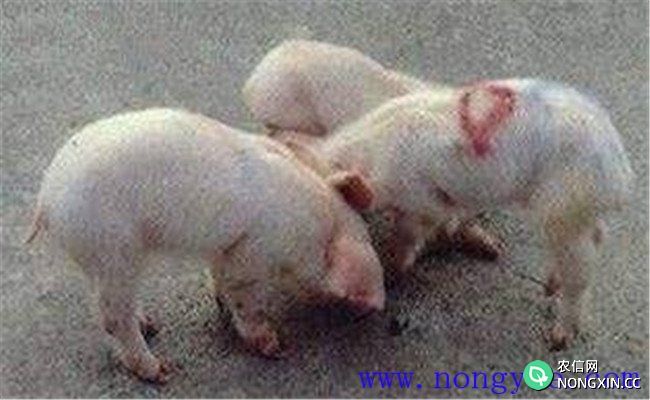 仔猪缺铁性贫血的主要症状