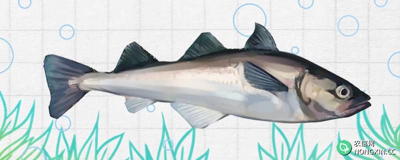 明太鱼是海鱼还是淡水鱼，生活在哪里