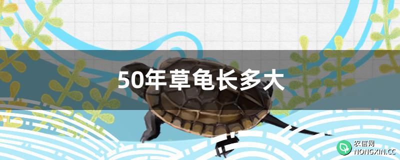 50年草龟长多大