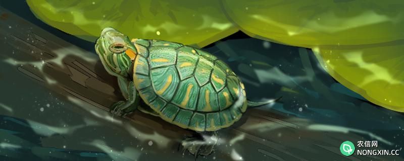 巴西龟是两栖动物吗，喜欢什么生活环境