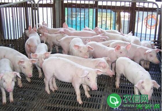 影响商品猪收益的其它成本