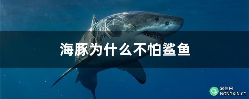海豚为什么不怕鲨鱼