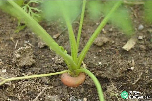种植胡萝卜如何浇水